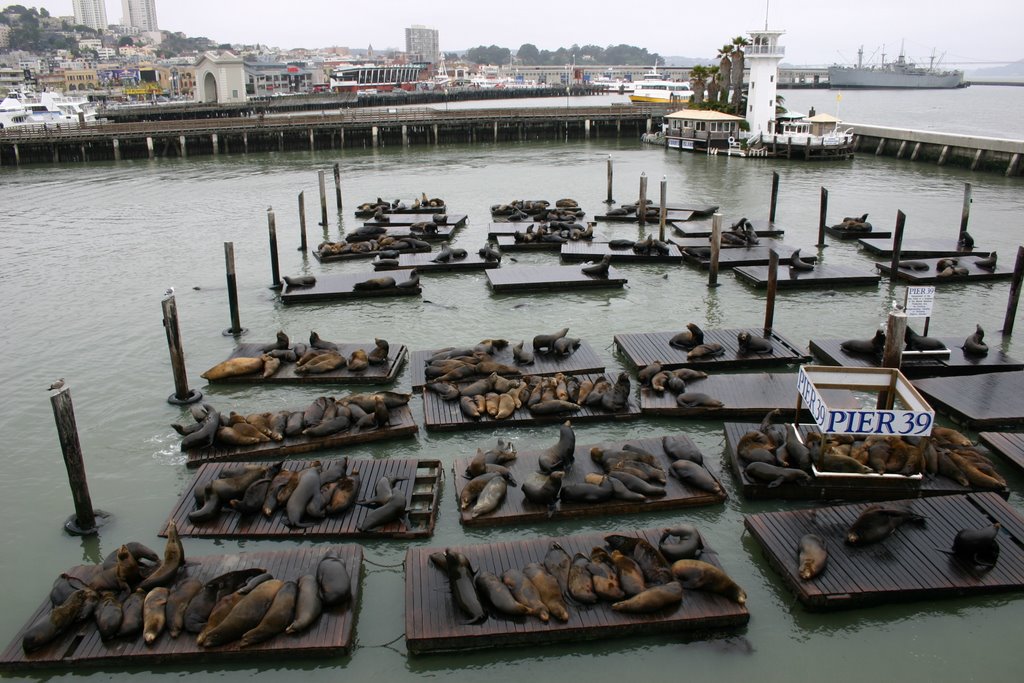 Pier 39 Otaries by Pat80Fr