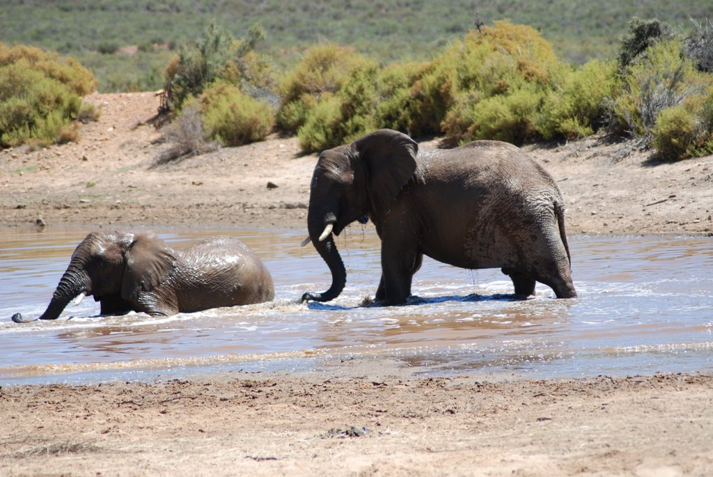 Aquila Safari Park by Niek Saal