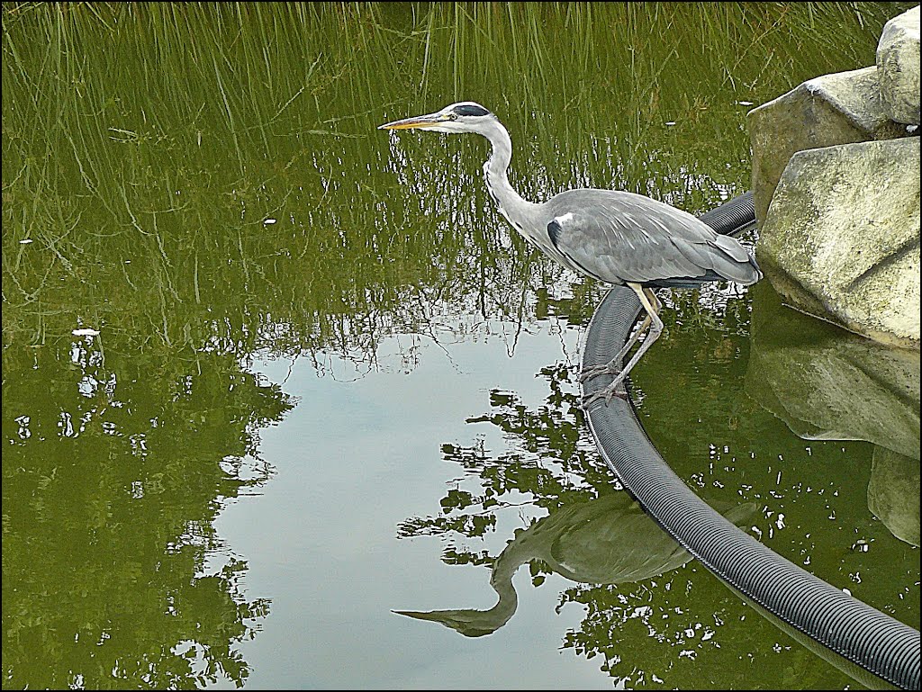 Grey Heron by Bozor Magdi