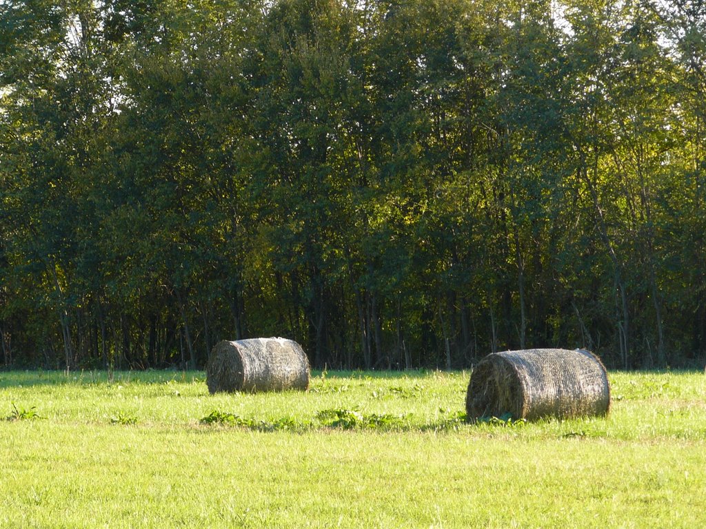 Coseano_fields by Sandra_M