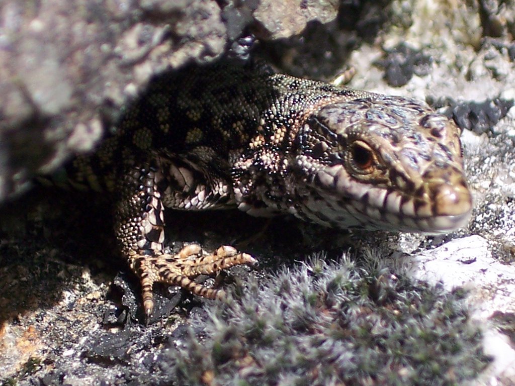 Lézard du Sidobre. by Jean THIERS