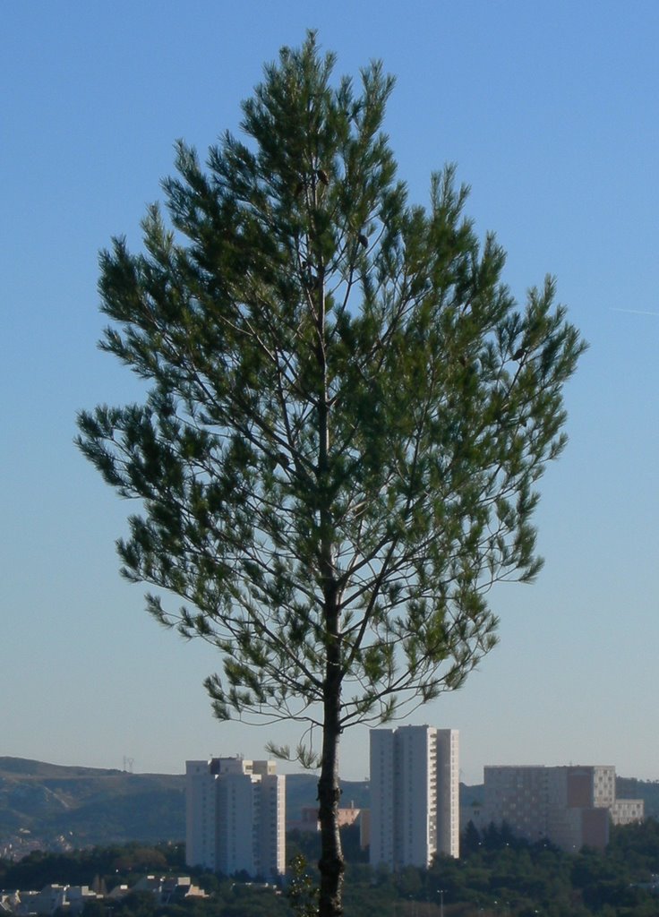 Jeune pin et quartier de Canto-Perdrix (Depuis le parc de Figuerolles) by Jean-Loup Bernard