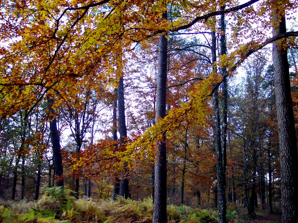 Forêt de SERENAC by Jean THIERS