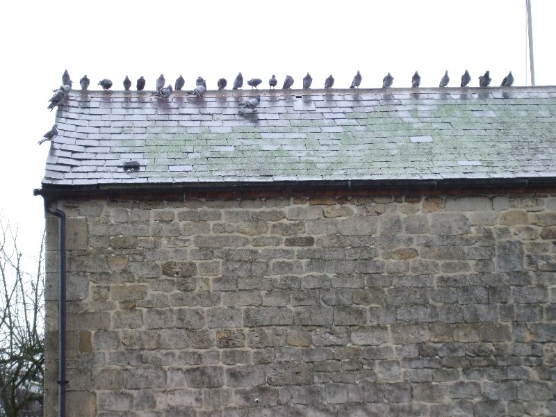 Pigeons on a rooftop on a grey day in Newbury (2008) by jk1812