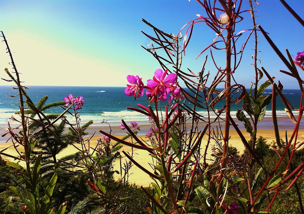 Blooms on Nye beach by agatebchlvr