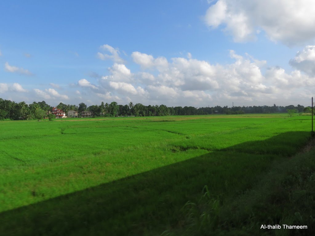 Endless Green paddy land by Al-thalib