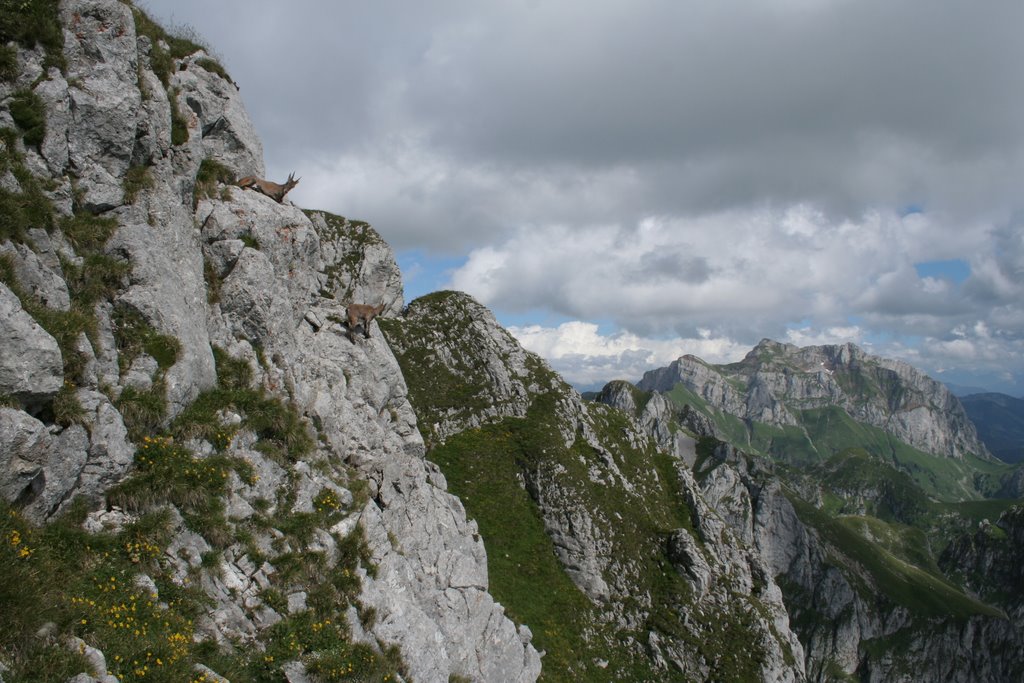 Bouquetin au sommet de la Dent d'Oche avec vue sur les Cornettes de Bises by deelo