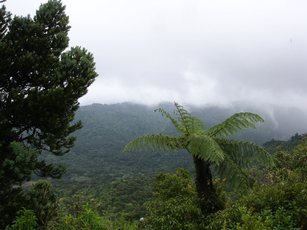 Fern and foliage by StuartCannan