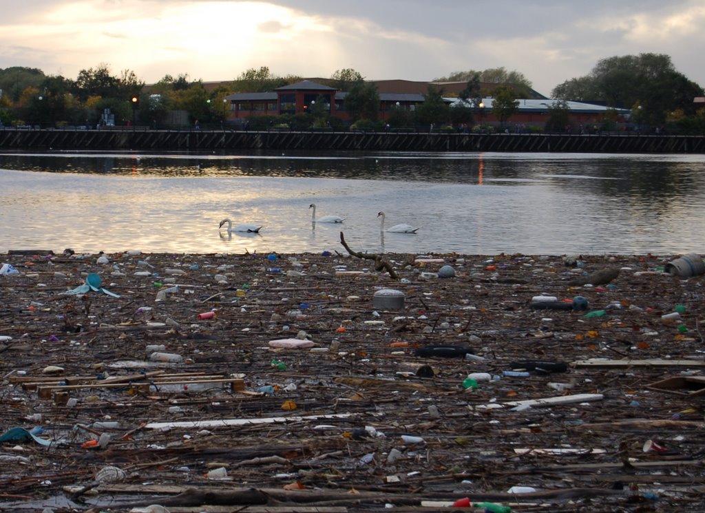 Swans and trash at Salford Quays by David Evers (a.k.a. Niccolò Machiavelli)