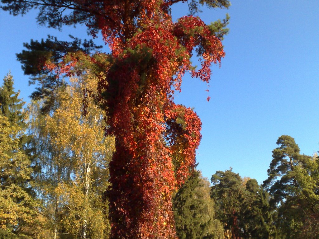 Pine & Virginia creeper by St@s