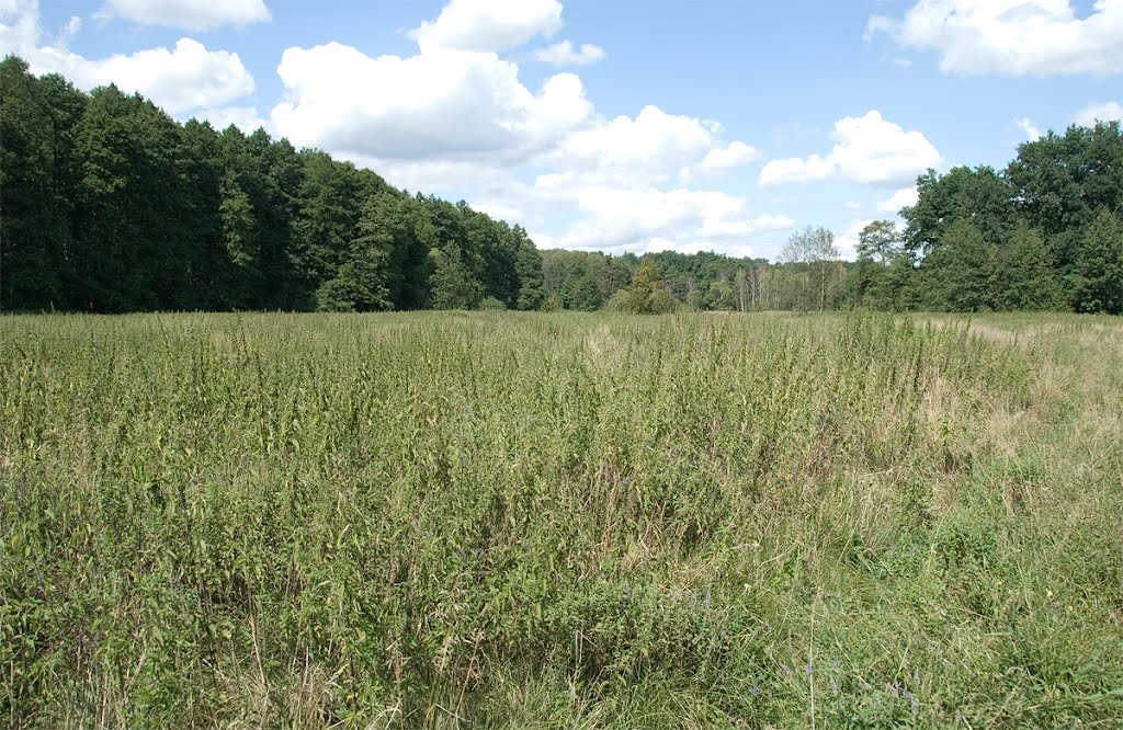 Dolina Jeziorki - łąki w pobliżu wsi Łoś by Relatively Unknown