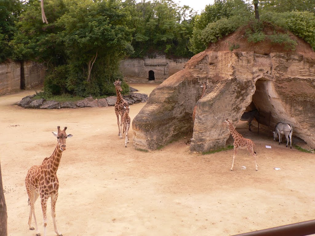 Zoo von Doué-la-Fontaine by upelepi