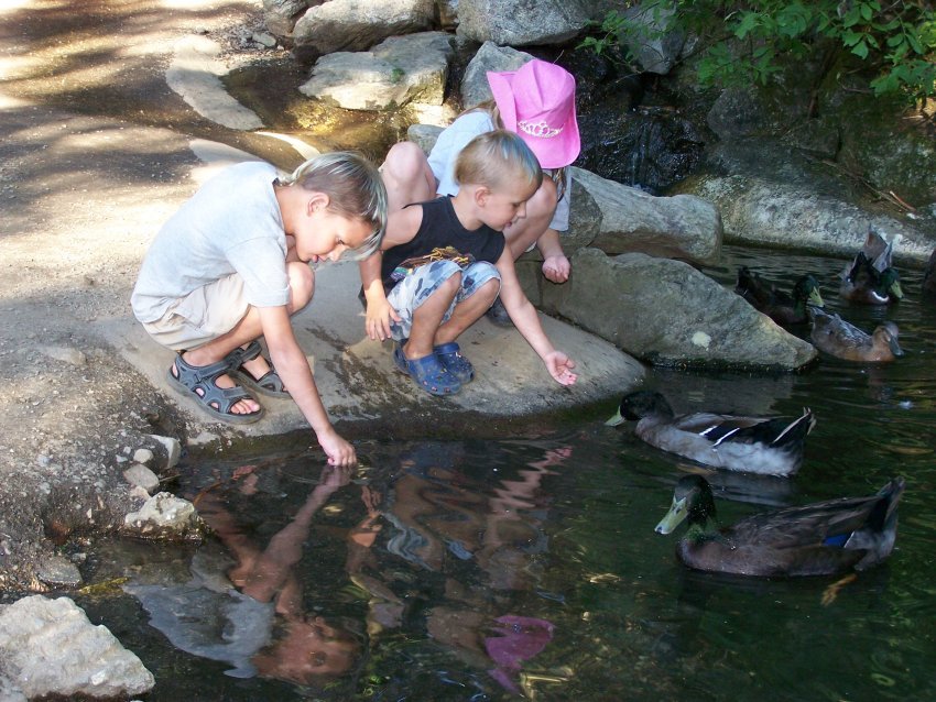 Feeding the ducks by shayneneal