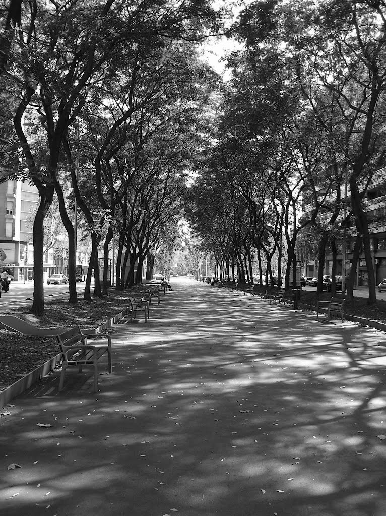 Tunnel of trees by Miguel Bortfeldt