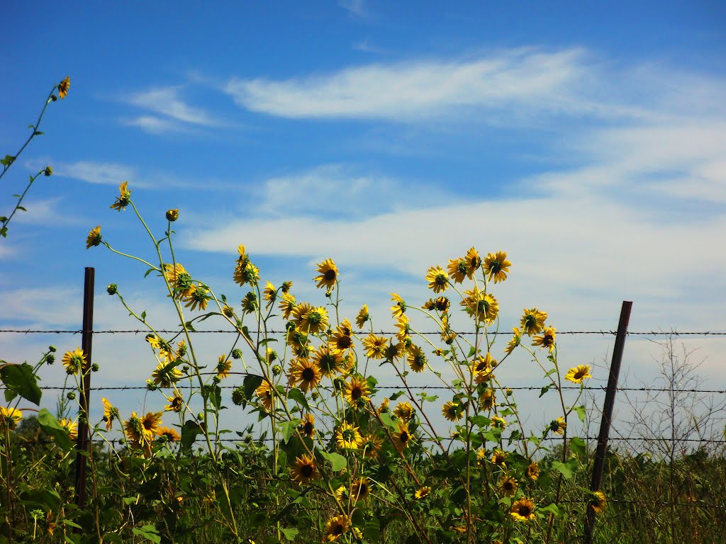 Sunflowers & Clouds by Juan Brown