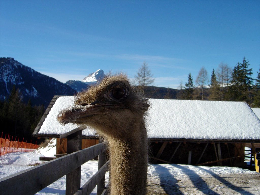 Ostrich in the snow by Lecleire Jacques