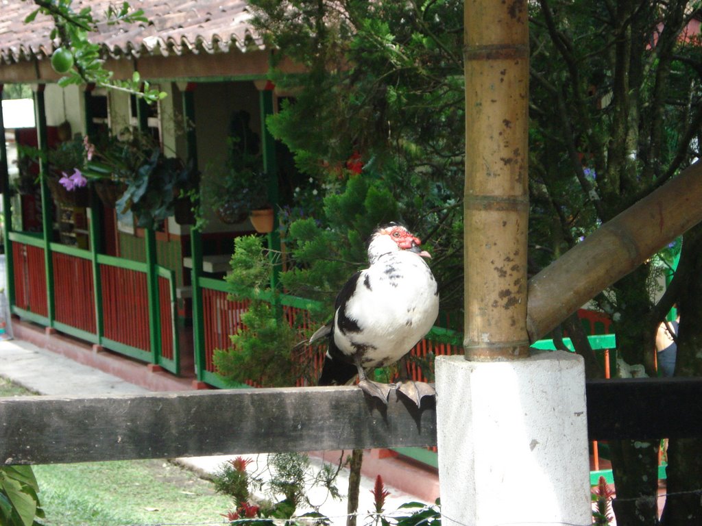 Parque del cafe - Montenegro/Quindio/Colombia by Diego Galeano