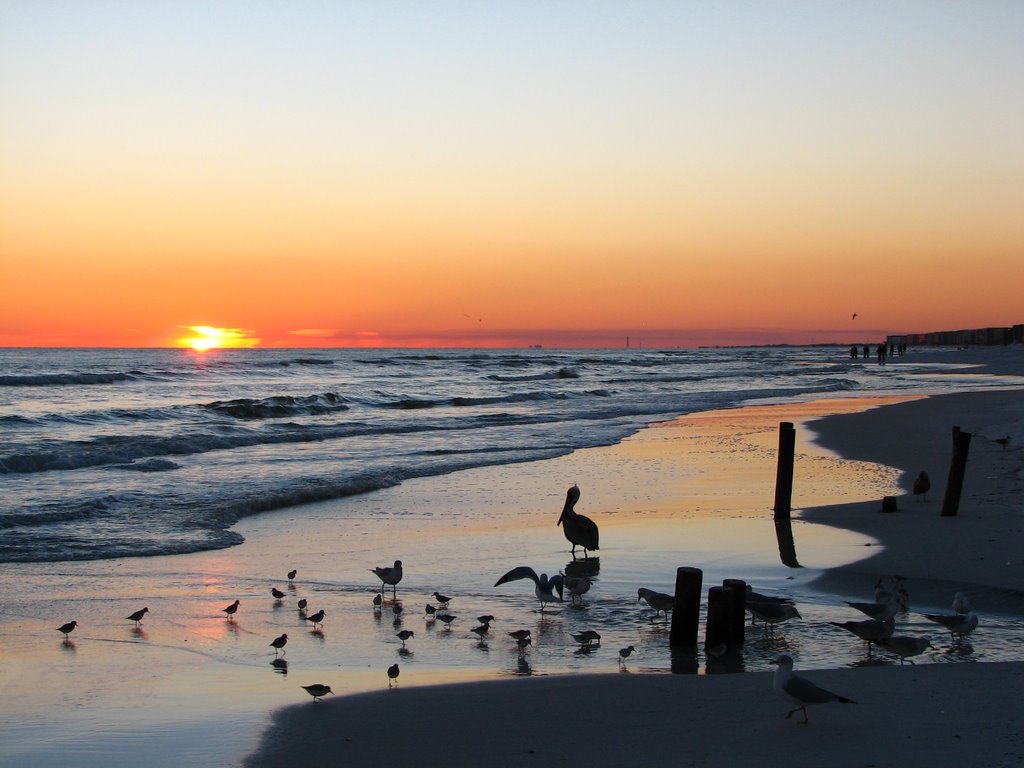 Sunset & Pelican by DWGPhotos