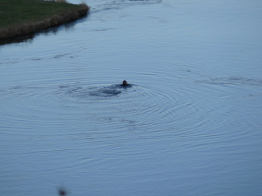 Diver in narew, 3 february,maybe 5 degree celsius by Marcin Bagiński