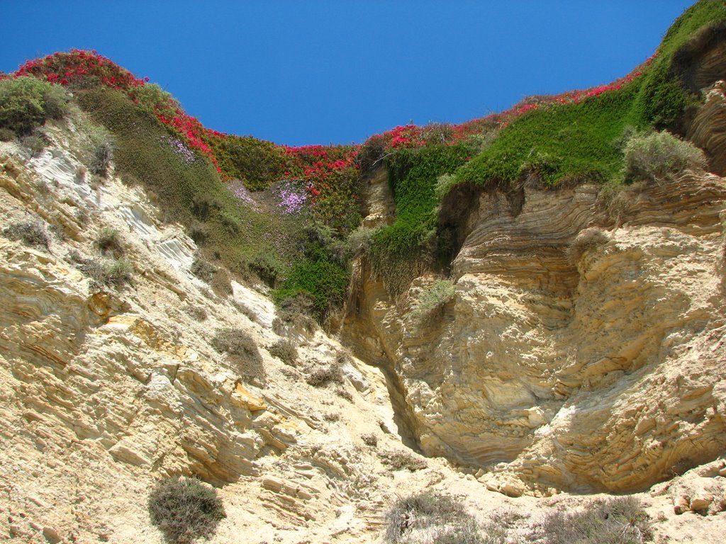 Cliffside Flowers & Foliage by DWGPhotos