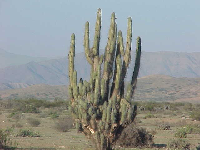 DESIERTO FLORIDO VALLENAR by Rene Ossandon Pizarr…