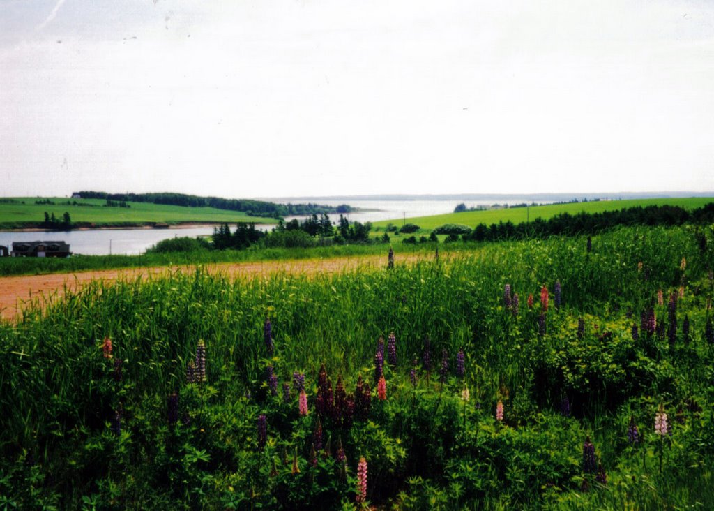 Cavendish panorama, lupins by blibby