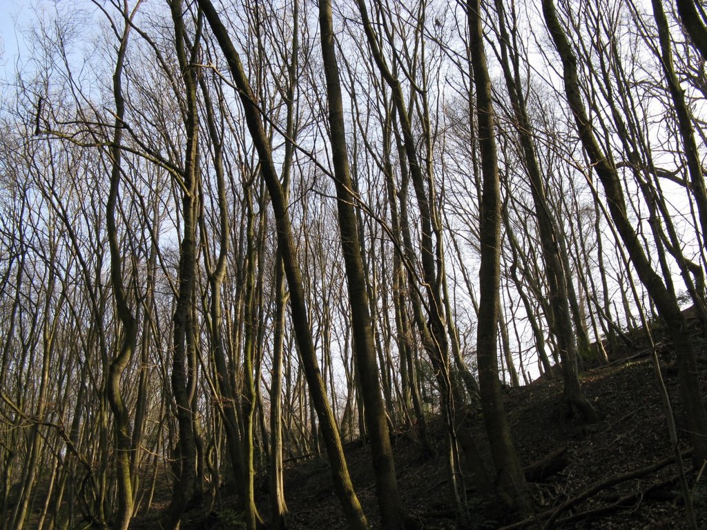 Some more bare trees (by e.m.r.) by Photochain