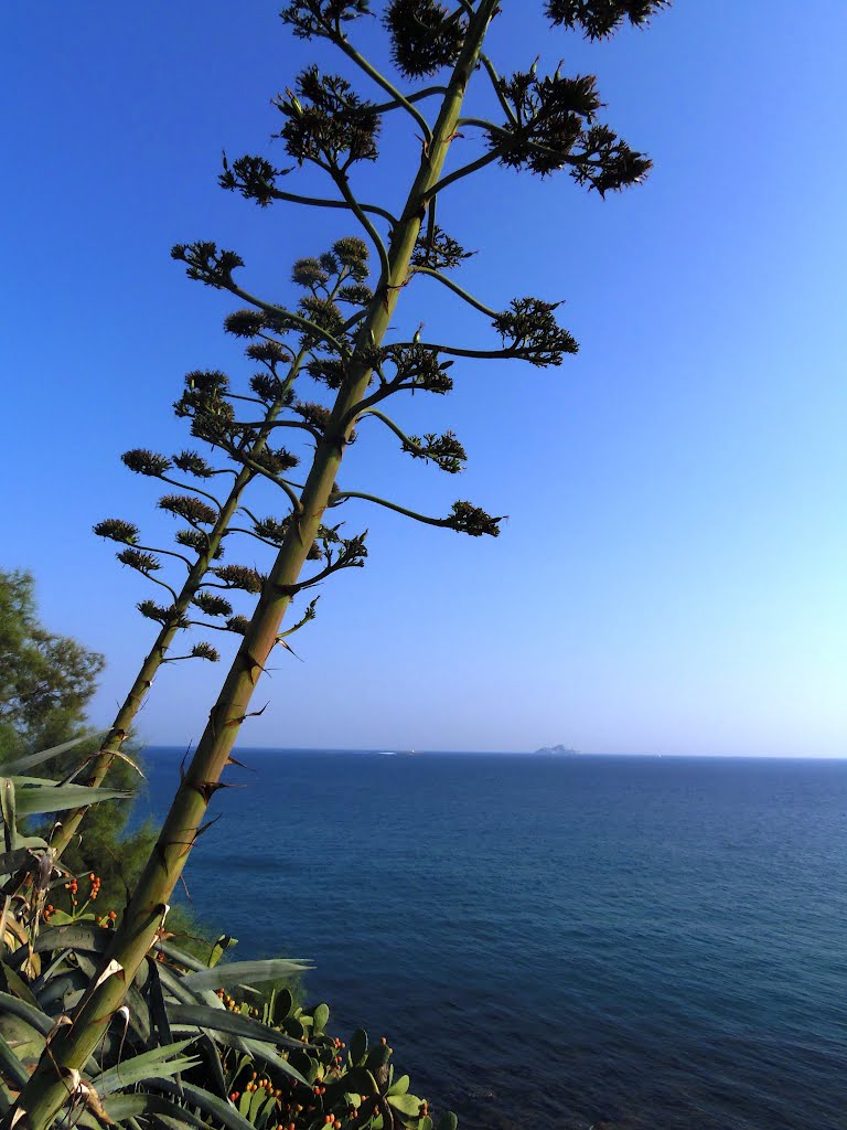 Agave by armando fornaciari