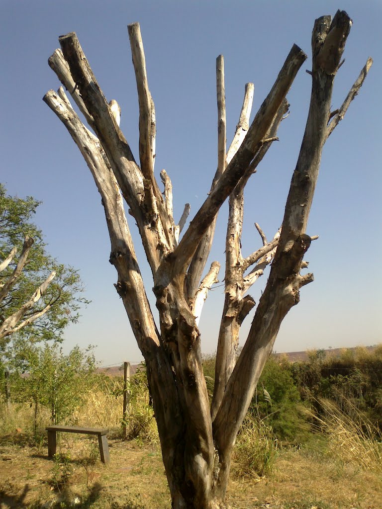 Árvore seca ruas da cidade de Palmares Pta-SP (Cohab - perto da torre de celular da Claro) em 08/09/2012 by Mauro Luiz Benedito da Costa