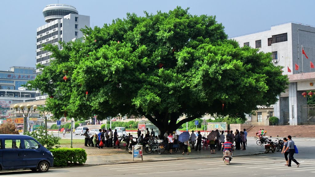 廣西壯族自治區賀州市－鐘山縣新世紀廣場景觀之古樹 by DDTai