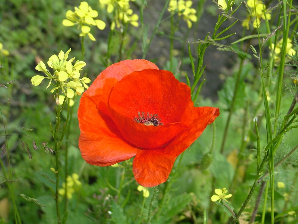 Pipacs - Poppy by Pinke László