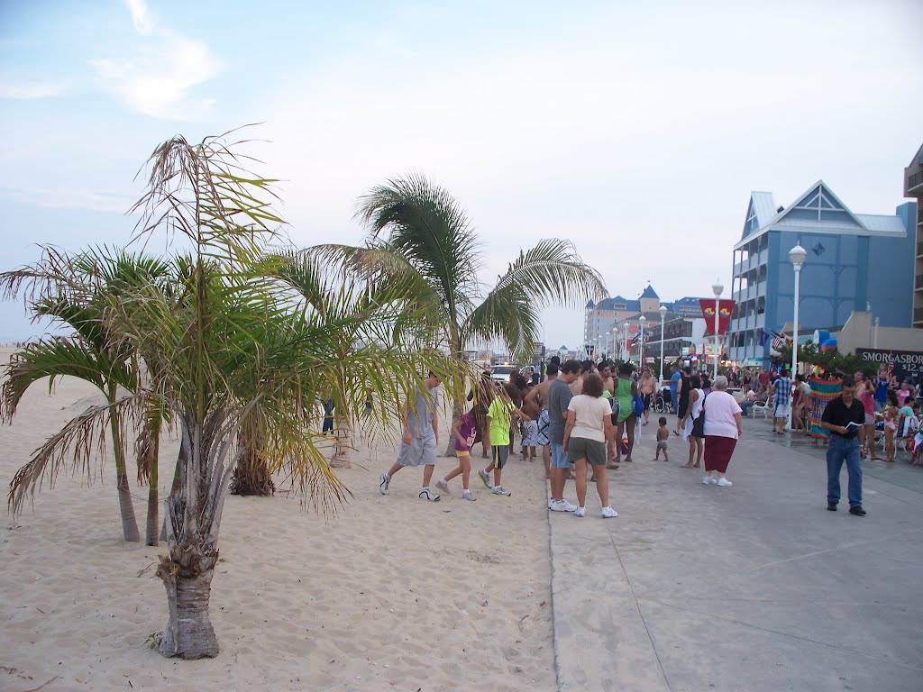 Palm Trees in Ocean City by rcmori