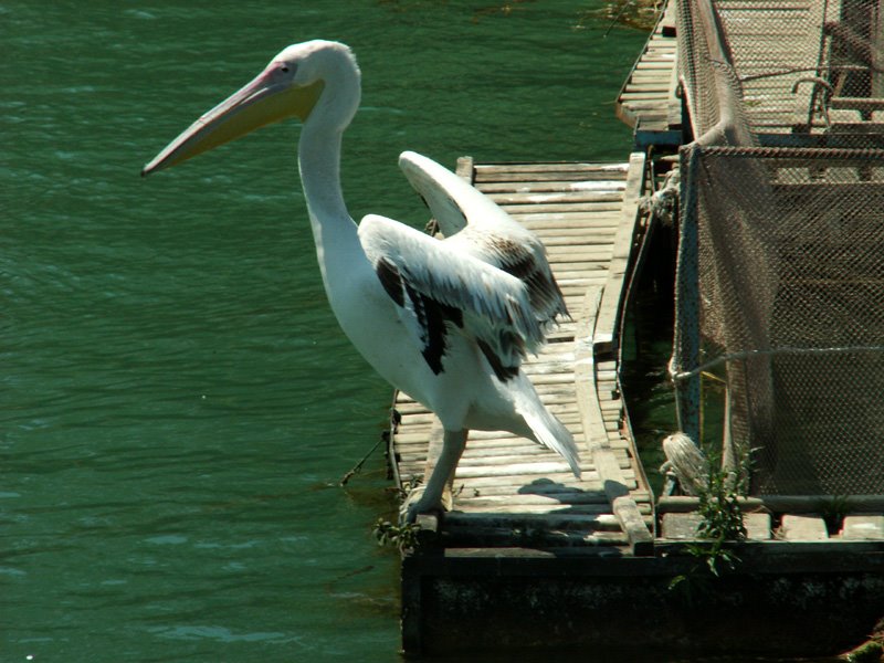 Pelican by Henning Gerken