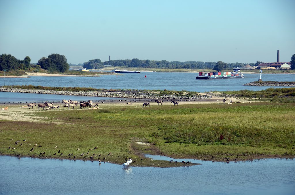 Busy shiptraffic at the Waalriver with lots of free living Konik horses and waterbirds by Henq