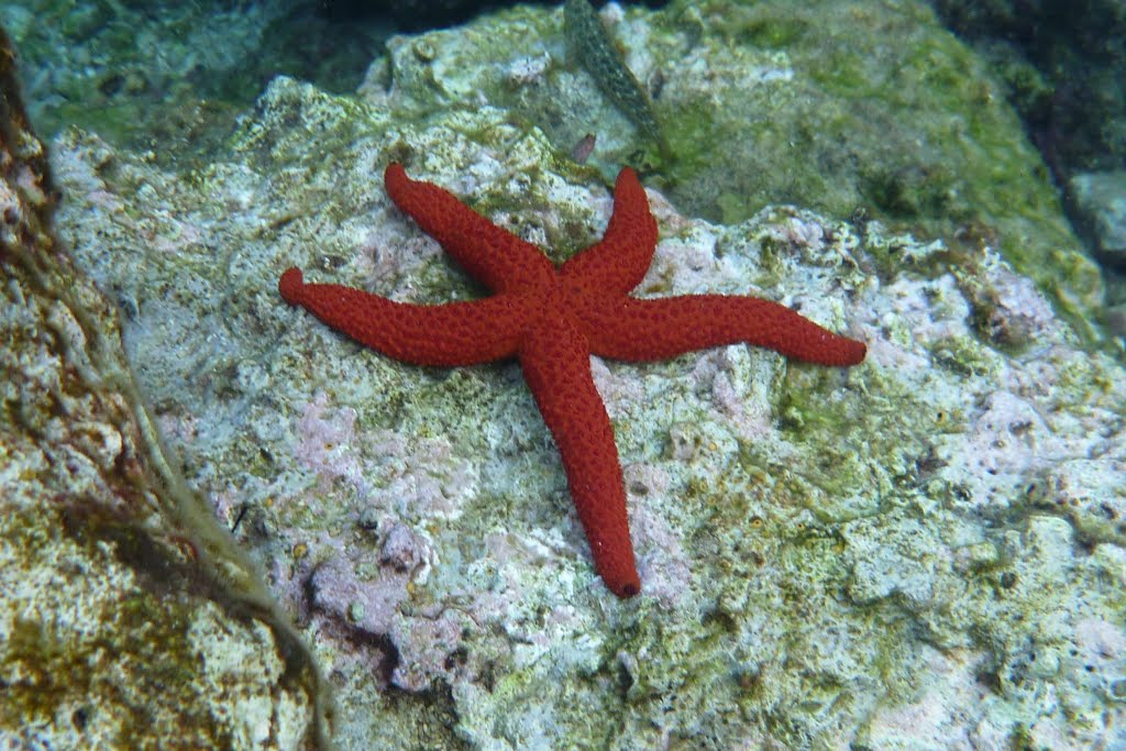 Croatia Mljet 2009 by Gerrit Jan van de Lagemaat