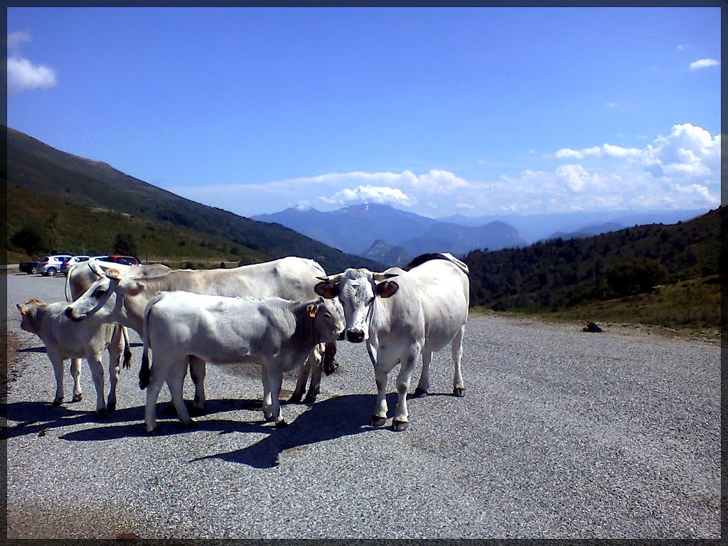 Col du Port - Invasion bovine by Wutang54