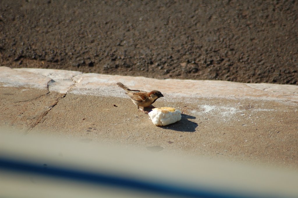 Comer é bom by Mario Bueno - foto.