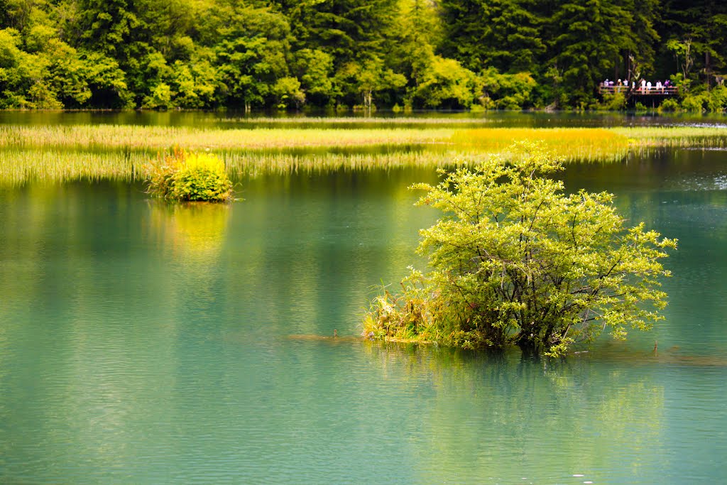 JiuZhaiGou，箭竹海, 九寨沟景区 by 刘红石 liuhs