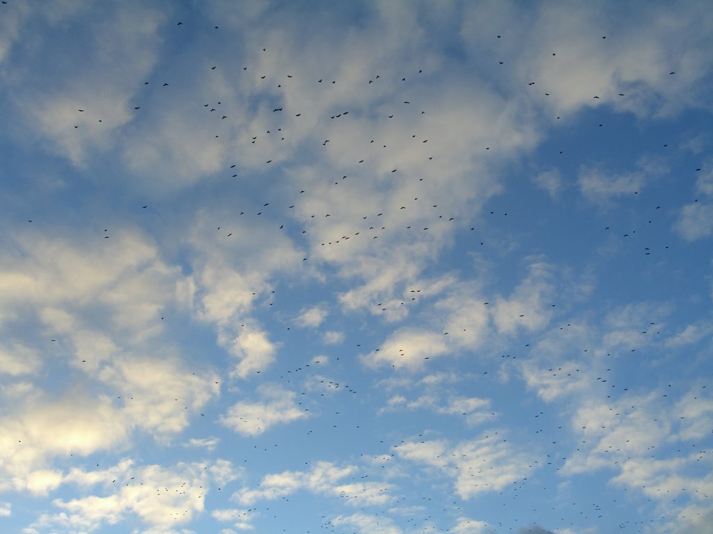 Birds are flying by Teodoro de Jimki