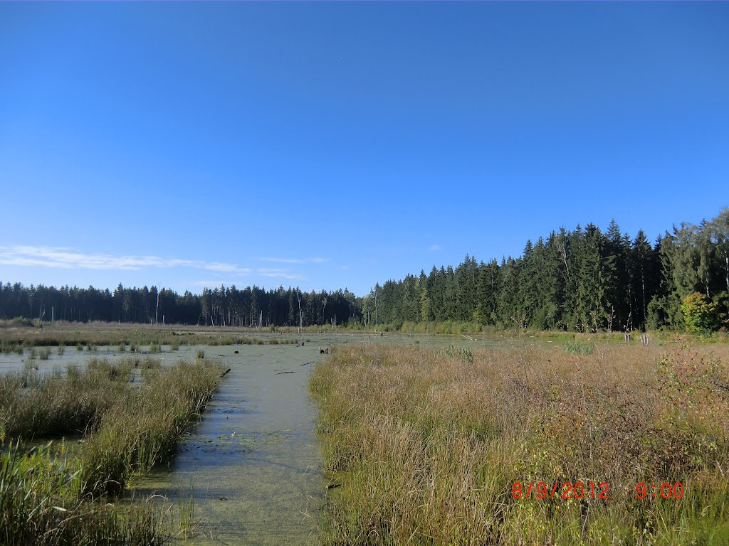 Moorweiher by Reinhold Schedl