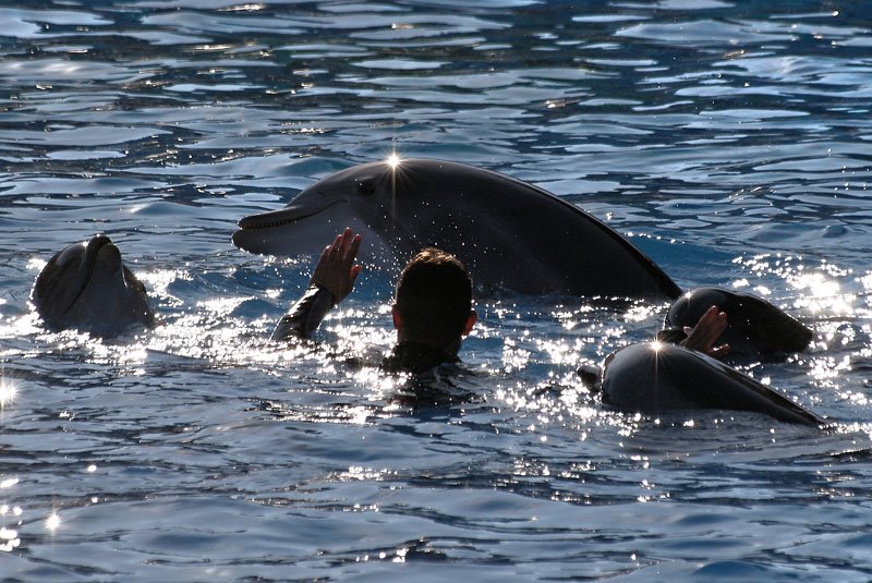 Flipper était là (Marineland) by DidierH