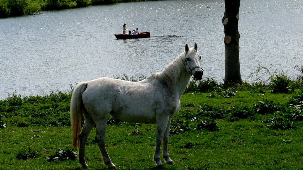 Am See Gut Oestergaard - bei Steinberg by Karl-Heinz Eichhorn