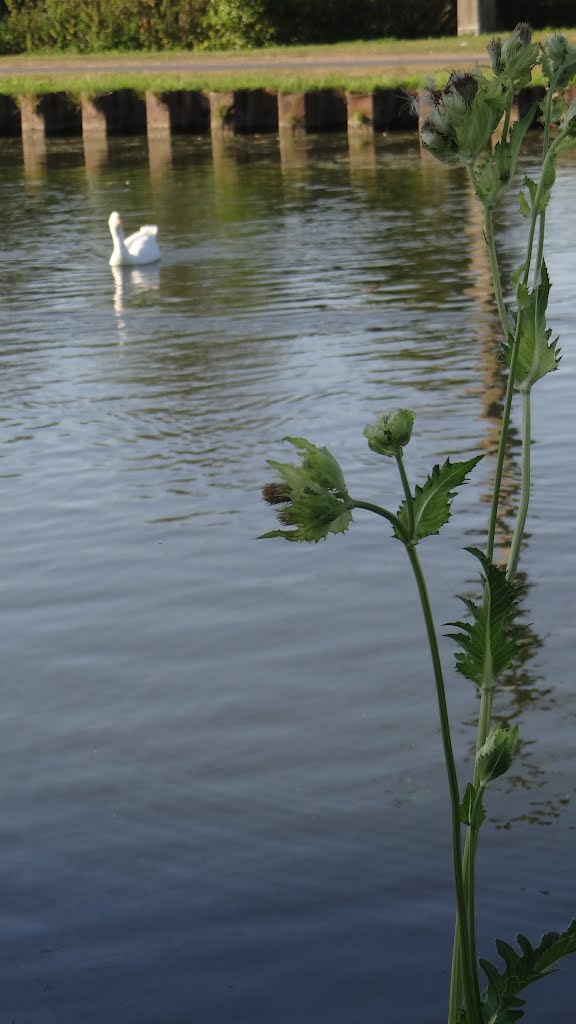 Estrun -Oie blanche et fleur by Serge Ottaviani