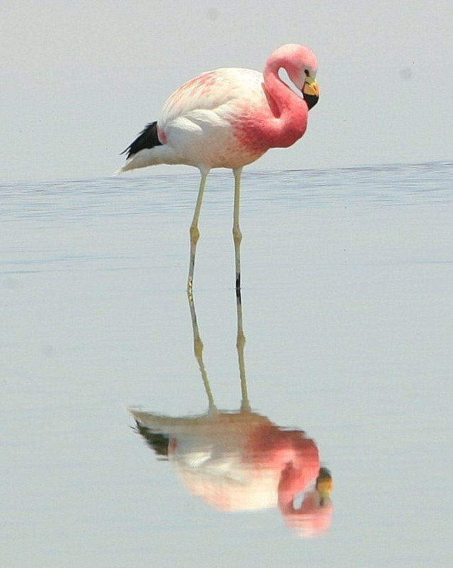 Flamingo no salar perto de San Pedro do Atacama by paulolago