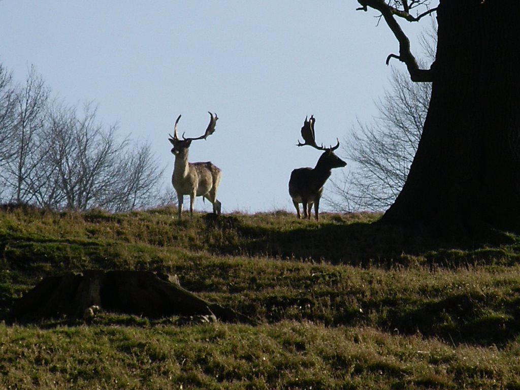 Stags at harewood house by davepeirsonj