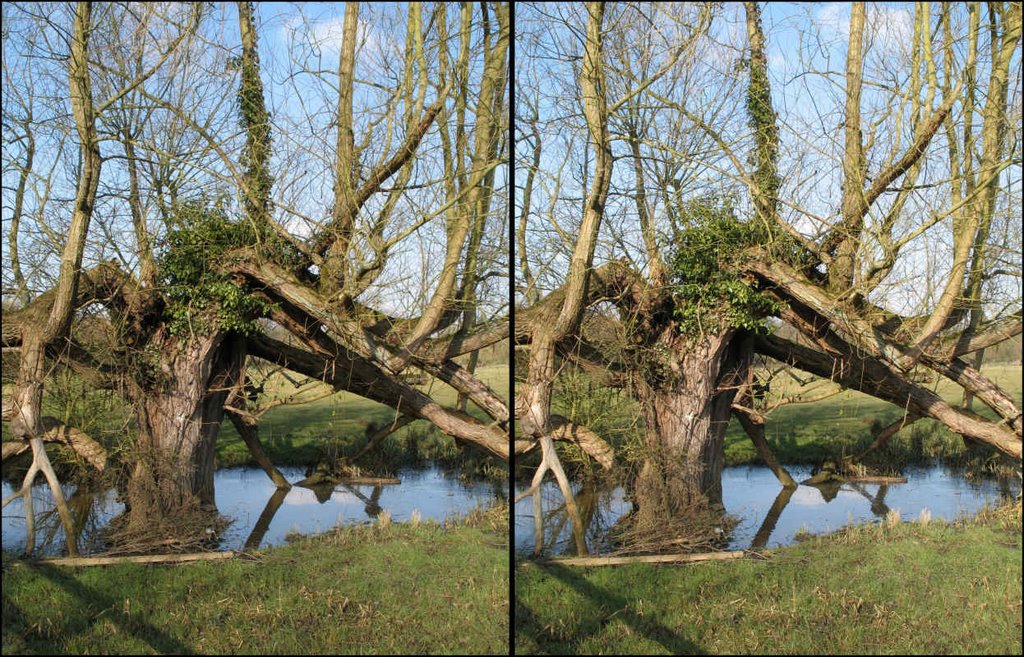 Tree and pond (X-3D) by Matthew Winn