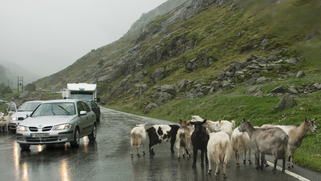 Hunnedalen - Goats block up the road by ©owl