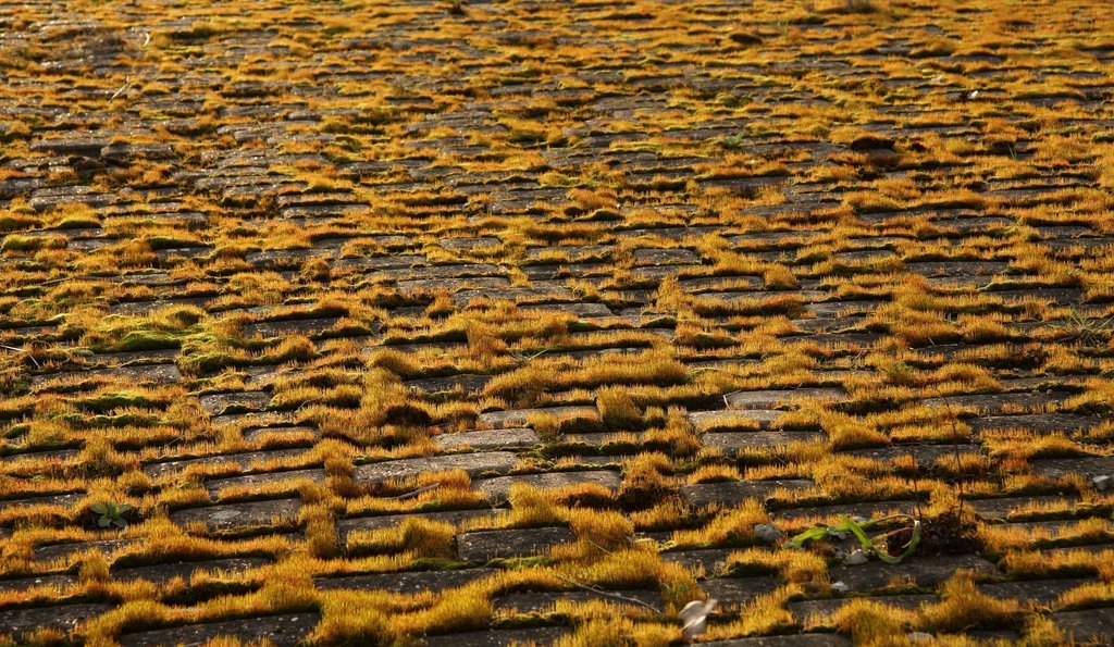 Mossy paving (nowhere to tread) by ian.r