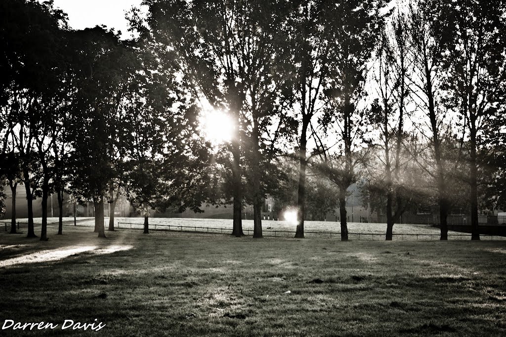 Light through the trees by Darren Davis