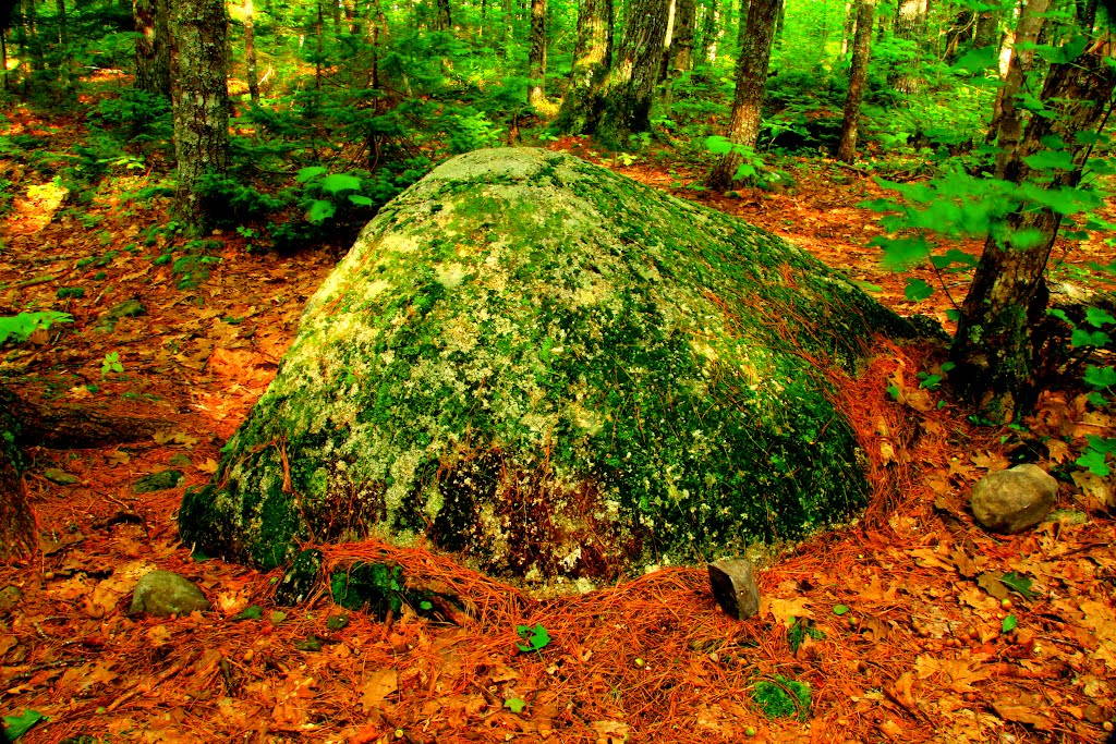 Keji National Park, Nova Scotia. Forestscape by Wallace Howe